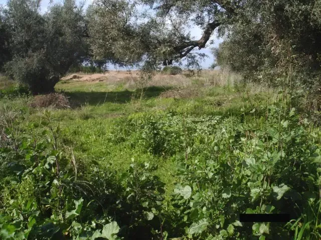 Земля, Греция, Пелопоннес, 275 000 € фото 4