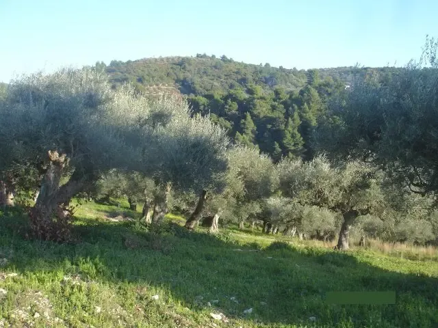 Земля, Греция, Пелопоннес, 270 000 € фото 4