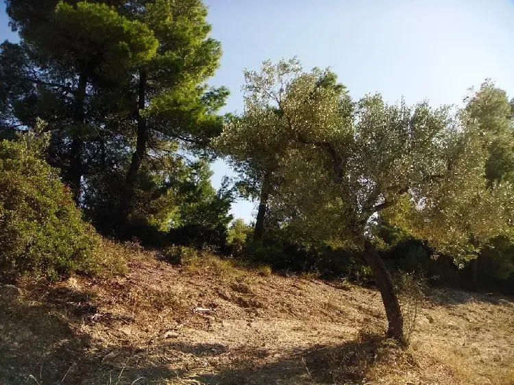 Земля, Греция, Халкидики, Кассандра, 300 000 € фото 11