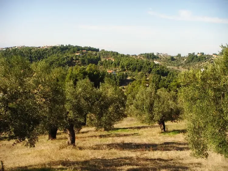 Земля, Греция, Халкидики, Кассандра, 300 000 € фото 6