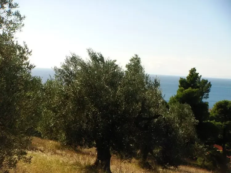 Земля, Греция, Халкидики, Кассандра, 300 000 € фото 7