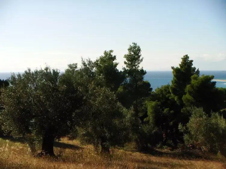 Земля, Греция, Халкидики, Кассандра, 300 000 € фото 9