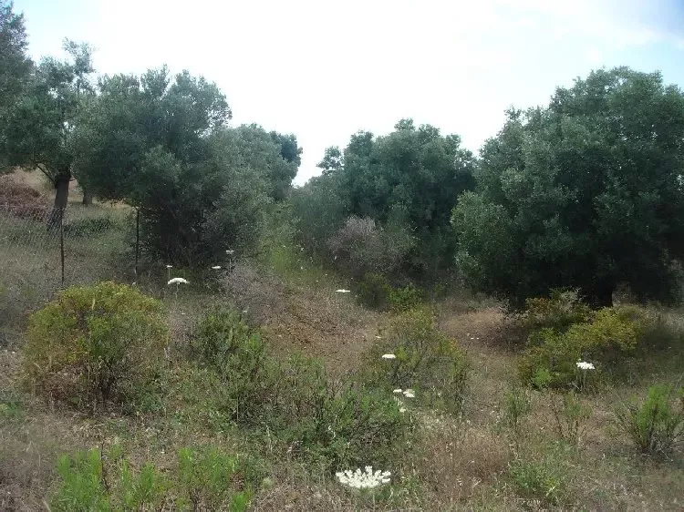 Земля, Греция, Халкидики, Кассандра, 230 000 € фото 11