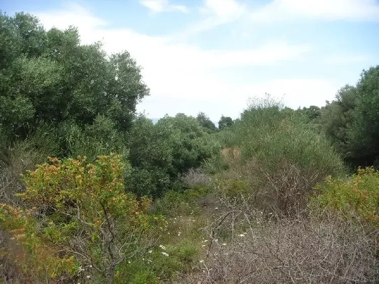 Земля, Греция, Халкидики, Кассандра, 230 000 € фото 5