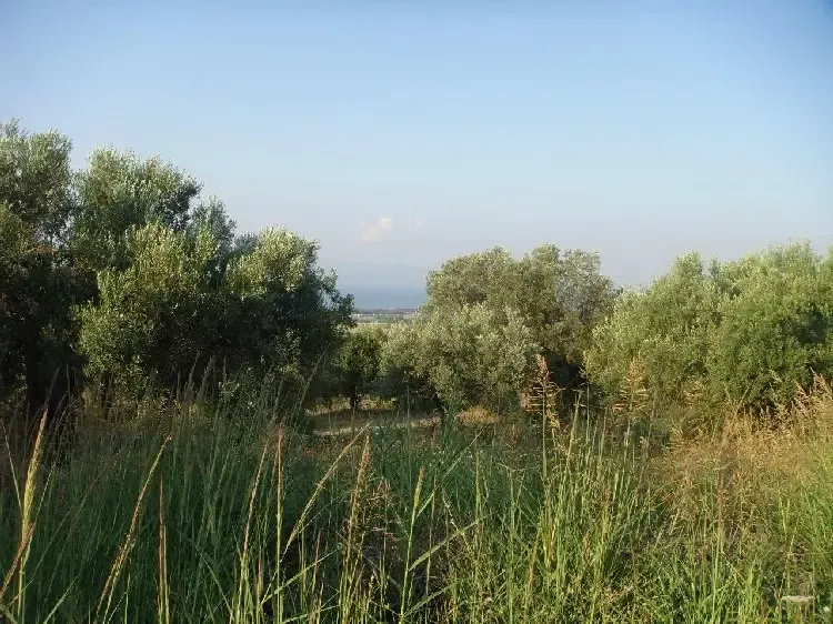 Земля, Греция, Халкидики, Кассандра, 360 000 € фото 9