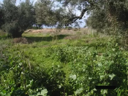 Земля, Греция, Пелопоннес, 275 000 € фото 4