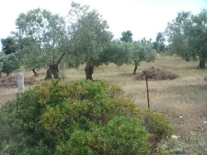 Земля, Греция, Халкидики, Кассандра, 230 000 € фото 12