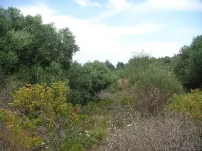 Земля, Греция, Халкидики, Кассандра, 230 000 € фото 5