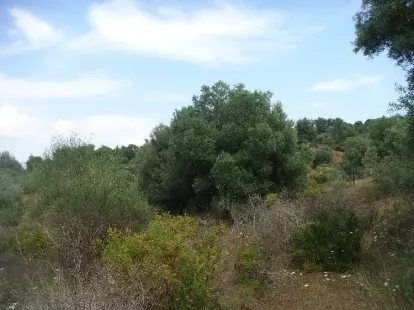 Земля, Греция, Халкидики, Кассандра, 230 000 € фото 6