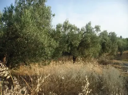 Земля, Греция, Халкидики, Кассандра, 360 000 € фото 6