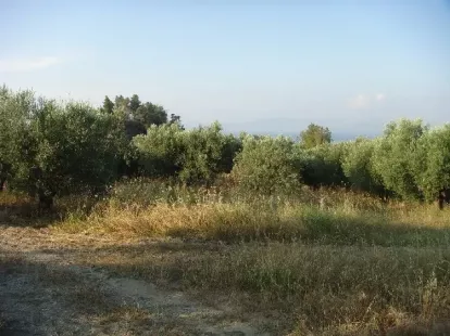 Земля, Греция, Халкидики, Кассандра, 360 000 € фото 7