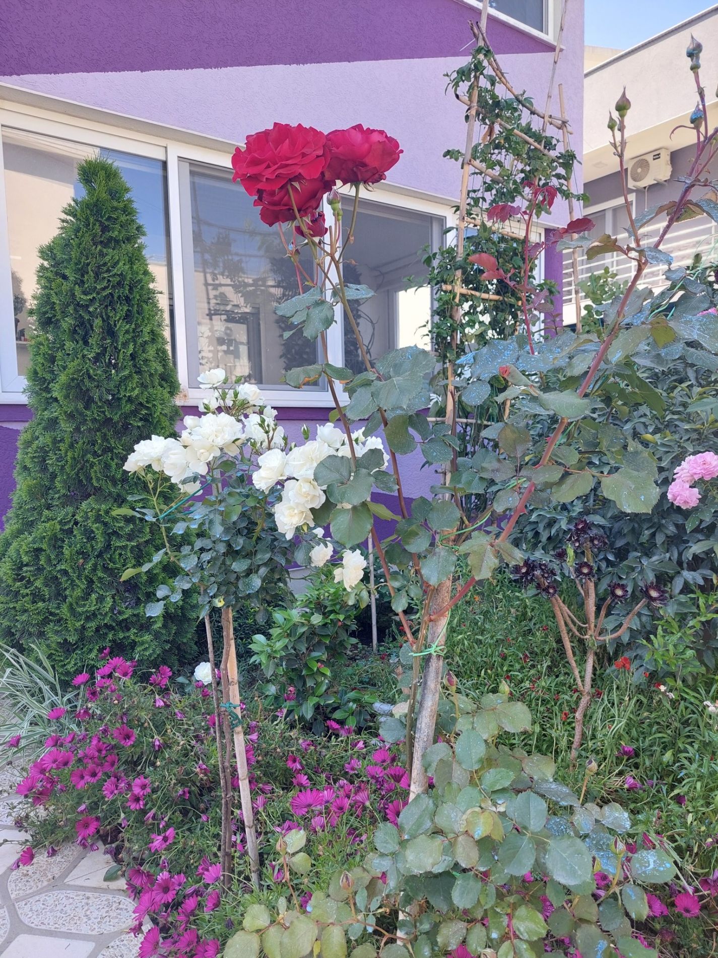 Дом / Коттедж, Черногория, О. Бар, Бар, 265 000 € фото 2