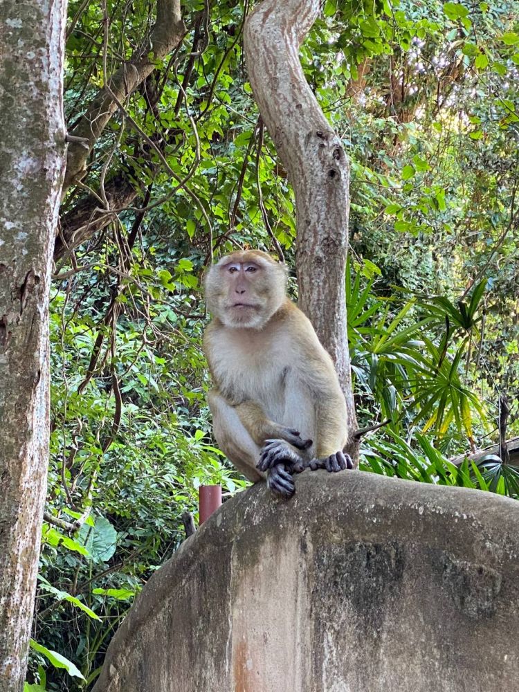 ПОЕЗДКА ДЖЕЙМС БОНД / КРАБИ / ПХИ-ПХИ на Пхукете - 4200฿ - Ref: 7523 фото 1