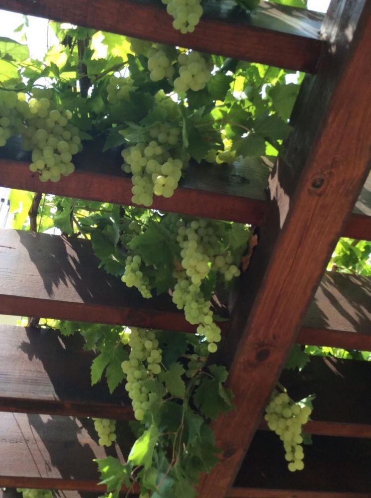 Таунхаус в Бигово в Которе - 1200€ - Ref: 7878 фото 14