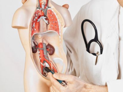 Pediatric Urology (ID:8287)