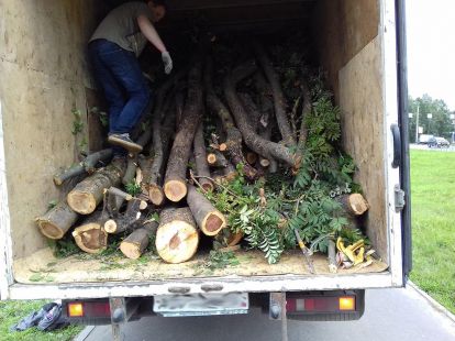 Removal of felled trees and branches (ID:9008)
