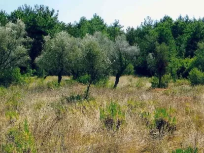 Land in Kotor, Montenegro for 250 000€ (ID:62942)