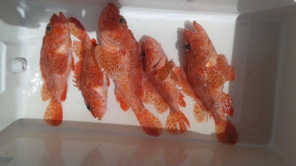 Морская рыбалка в Барселоне - 980€ - Ref: 9662 фото 10