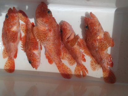 Морская рыбалка в Барселоне - 980€ - Ref: 9662 фото 10