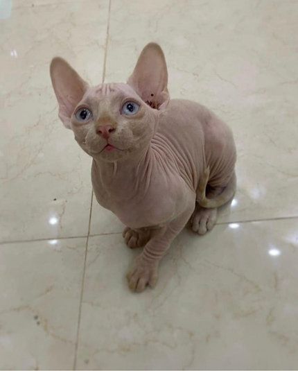 Порода Сфинкс в Дубае - 8500Dh - Ref: 10121 фото 1