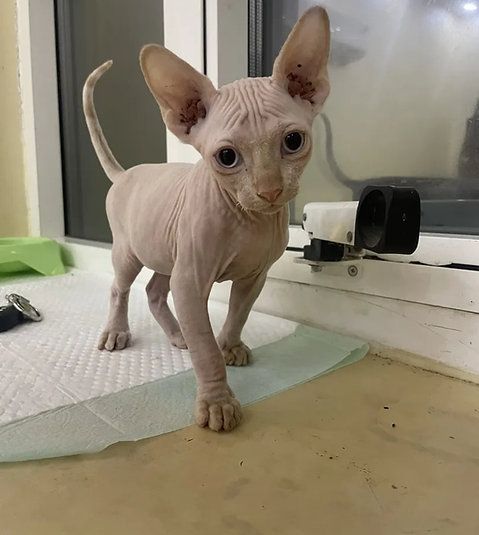 Порода Сфинкс в Дубае - 8500Dh - Ref: 10121 фото 2