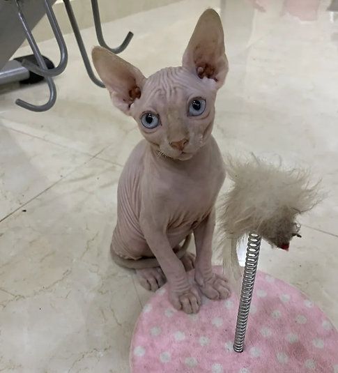 Порода Сфинкс в Дубае - 8500Dh - Ref: 10121 фото 3