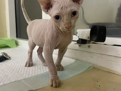 Порода Сфинкс в Дубае - 8500Dh - Ref: 10121 фото 2