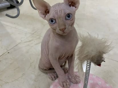 Порода Сфинкс в Дубае - 8500Dh - Ref: 10121 фото 3