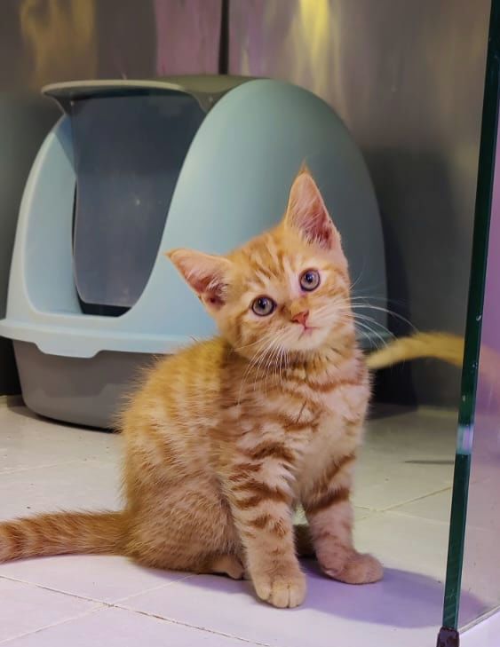 Купить British ShortHair Kittens в Дубае - 3500Dh - Ref: 10140 фото 6