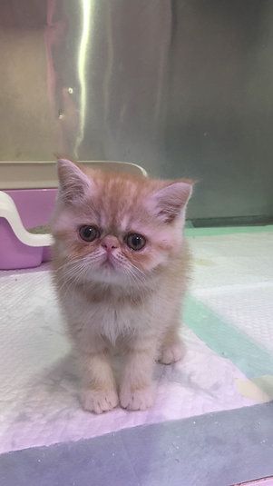Купить Exotic ShortHair Male Kitten в Дубае - 4000Dh - Ref: 10144 фото 1