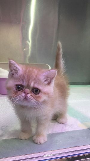 Купить Exotic ShortHair Male Kitten в Дубае - 4000Dh - Ref: 10144 фото 2