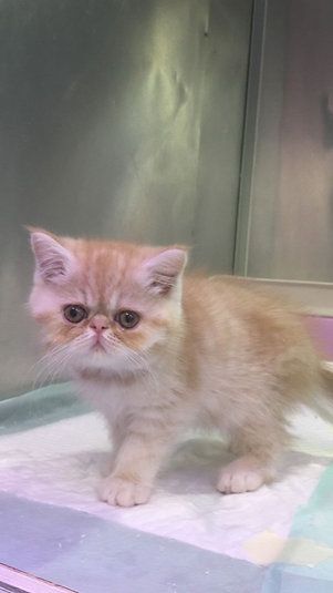 Купить Exotic ShortHair Male Kitten в Дубае - 4000Dh - Ref: 10144 фото 3
