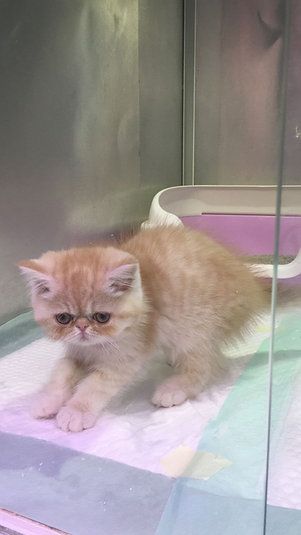 Купить Exotic ShortHair Male Kitten в Дубае - 4000Dh - Ref: 10144 фото 4