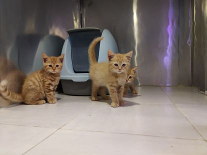 Купить British ShortHair Kittens (ID:10140)