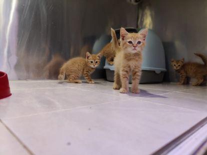 Купить British ShortHair Kittens в Дубае - 3500Dh - Ref: 10140 фото 2
