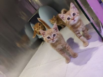 Купить British ShortHair Kittens в Дубае - 3500Dh - Ref: 10140 фото 3