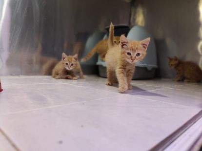 Купить British ShortHair Kittens в Дубае - 3500Dh - Ref: 10140 фото 4