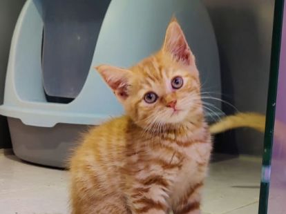 Купить British ShortHair Kittens в Дубае - 3500Dh - Ref: 10140 фото 6