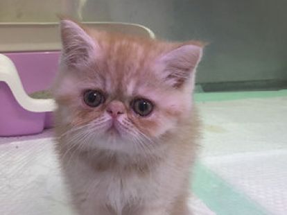 Купить Exotic ShortHair Male Kitten (ID:10144)