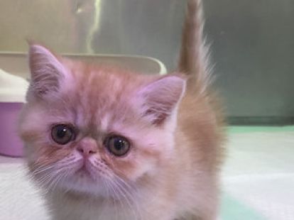 Купить Exotic ShortHair Male Kitten в Дубае - 4000Dh - Ref: 10144 фото 2