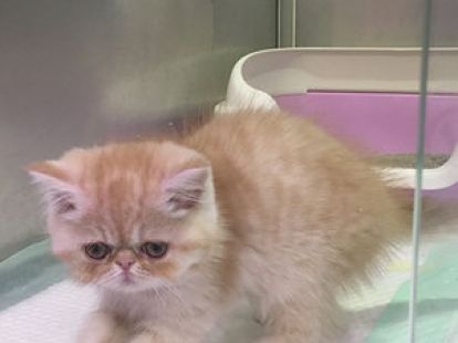 Купить Exotic ShortHair Male Kitten в Дубае - 4000Dh - Ref: 10144 фото 4