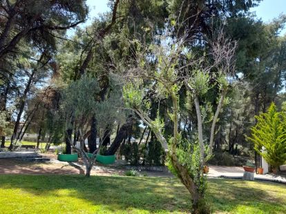 Commercial property / Hotel, Greece, Halkidiki, Sithonia, 460 000 € photo 2