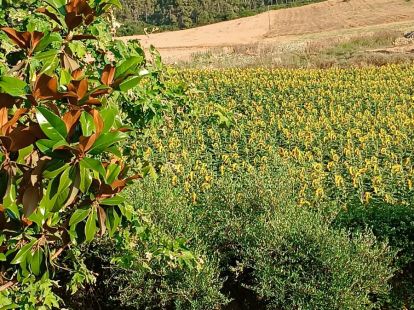 Дом / Коттедж, Греция, Халкидики, Кассандра, 240 000 € фото 7