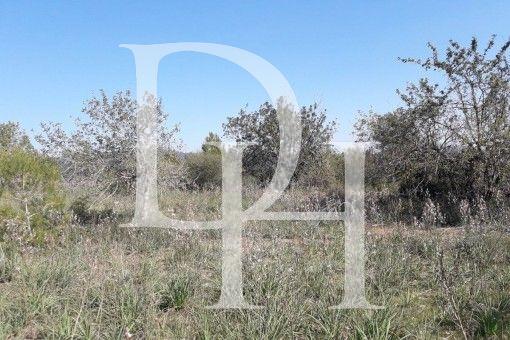 Parcel, Spain, Balearic Islands, Majorca, 640 000 € photo 1
