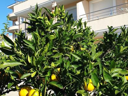 Апартаменты, Черногория, О. Херцег-Нови, Герцег-Нови, 300 000 € фото 4