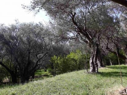 Дом / Вилла, Черногория, О. Бар, Бар, 400 000 € фото 3