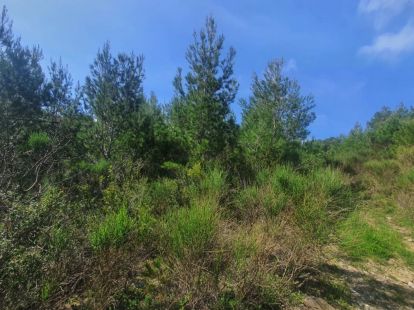 Land in Sutomore, Montenegro for 145 000€ (ID:78676)