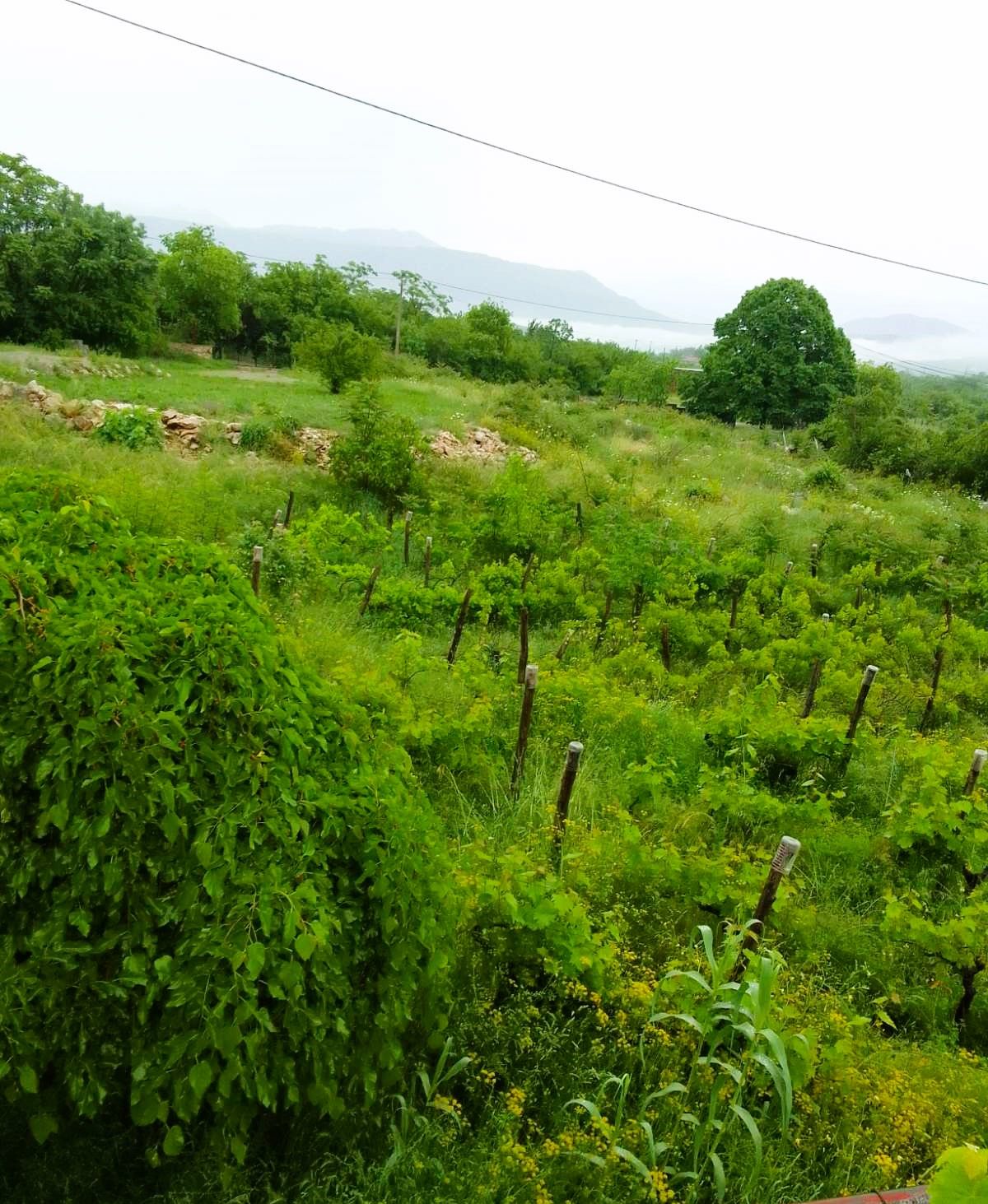 Parcel, Montenegro, C. Danilovgrad, Danilovgrad, 55 000 € photo 1