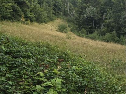 Land in Kolasin, Montenegro for 15€ (ID:79266)