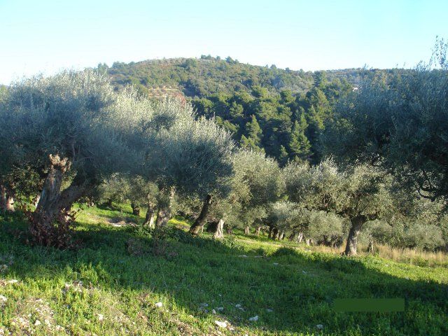 Parcel, Greece, Peloponnese, 275 000 € photo 9
